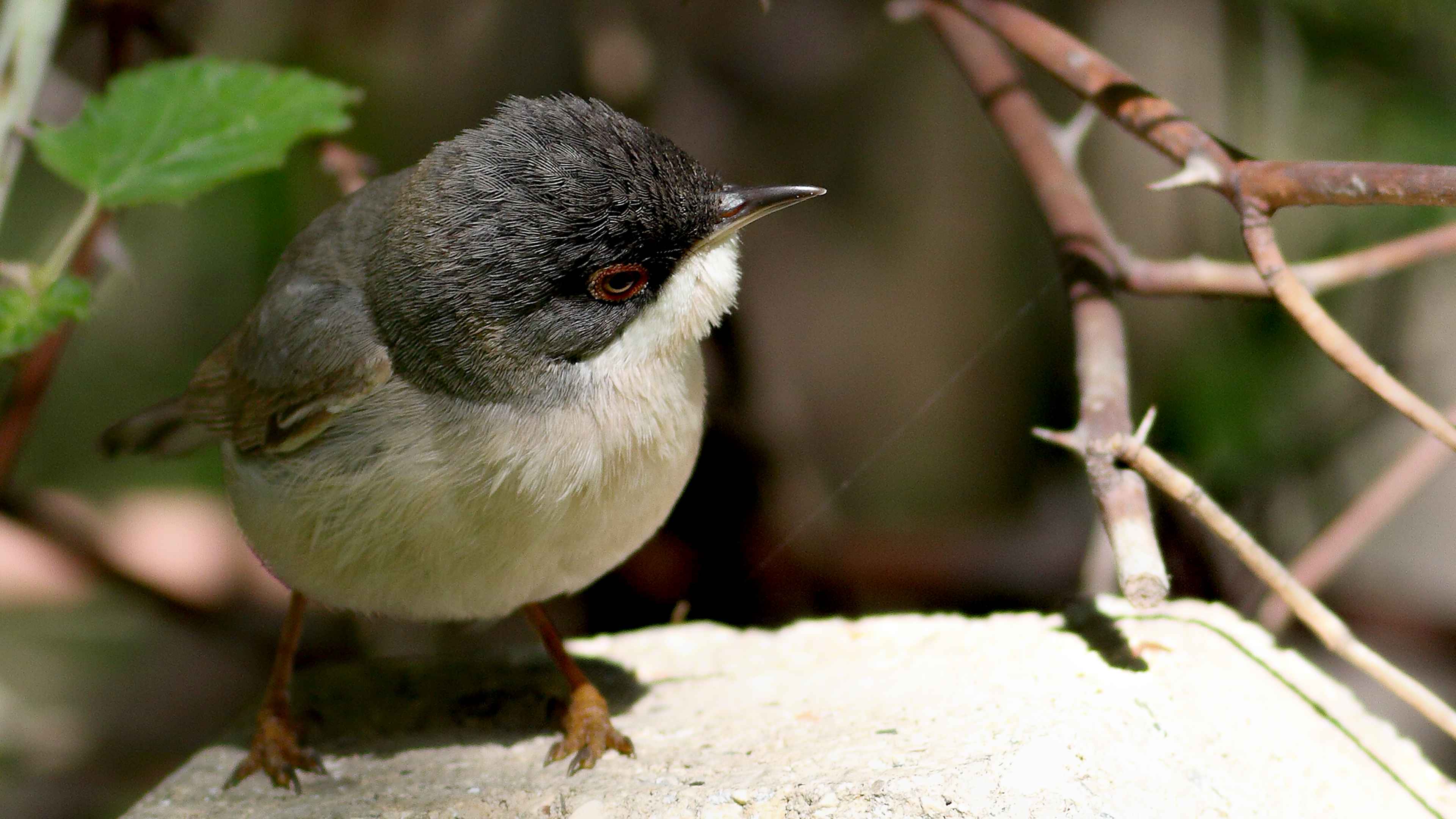 Menetries's Warbler